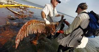 Gulf oil spill: Birds and marine animals death toll rising